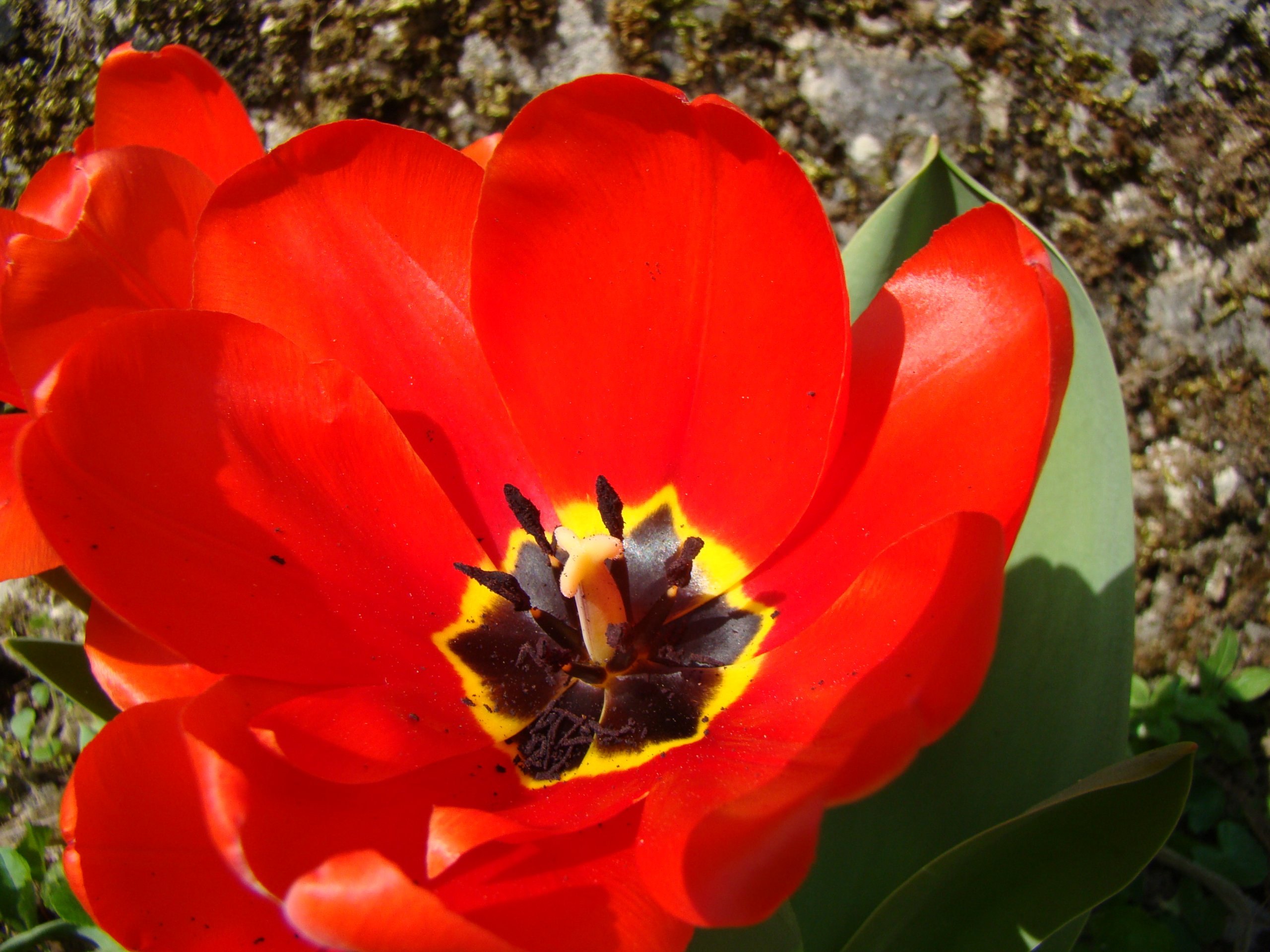 Fonds d'cran Nature Fleurs 