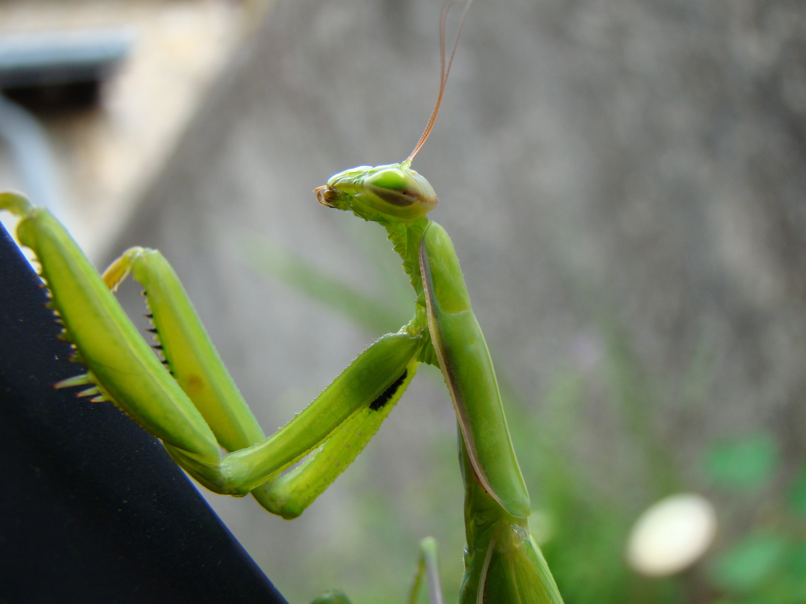 Wallpapers Animals Insects - Mantis mante religieuse