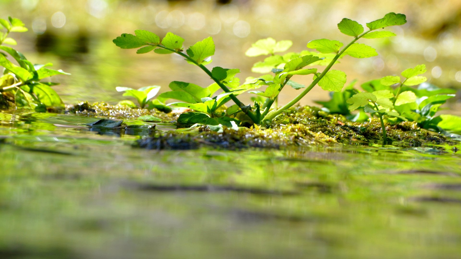 Fonds d'cran Nature Plantes - Arbustes 