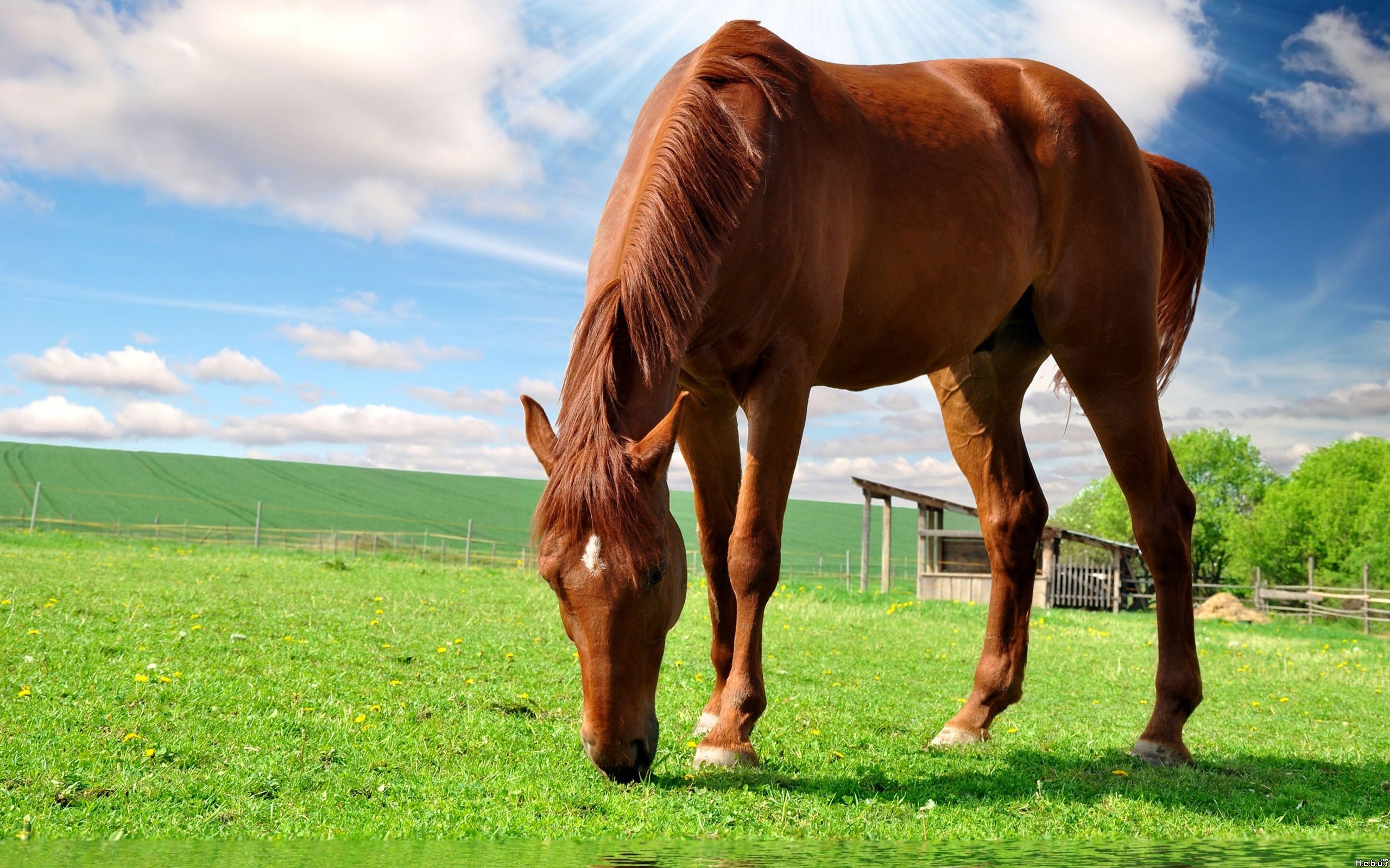 Fonds d'cran Animaux Chevaux 