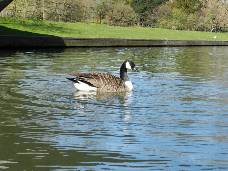 Fonds d'cran Animaux Oiseaux - Canards Wallpaper N294465