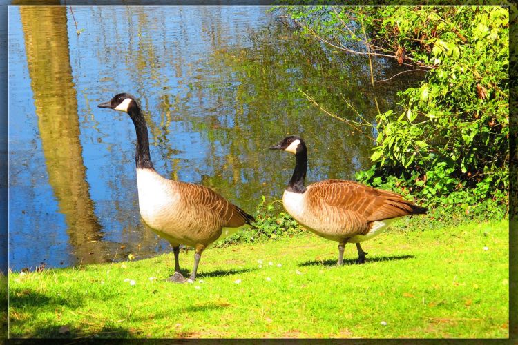 Fonds d'cran Animaux Oiseaux - Oies Oies  Bagatelle