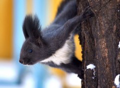  Animaux Image sans titre N294384