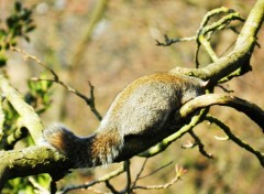  Animaux Image sans titre N294460