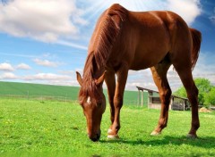  Animaux Image sans titre N294493