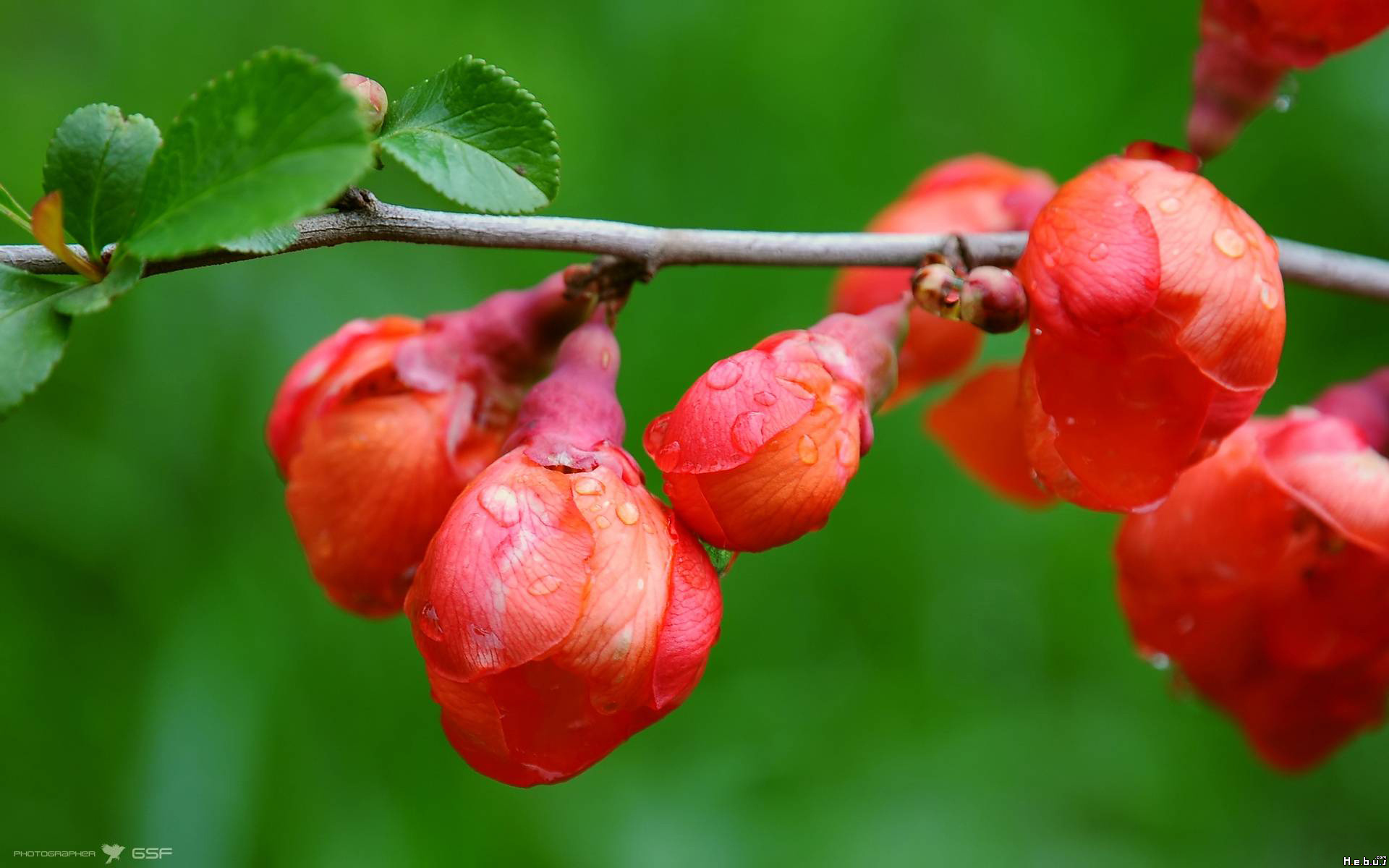 Fonds d'cran Nature Fleurs 