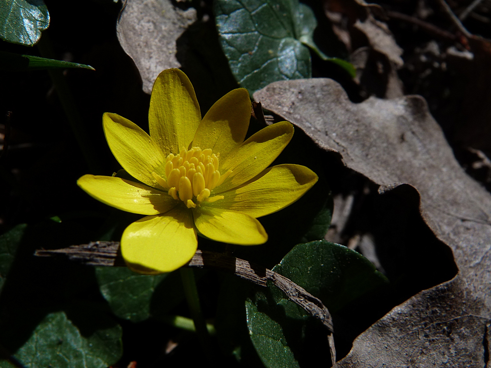 Wallpapers Nature Flowers la ficaire 