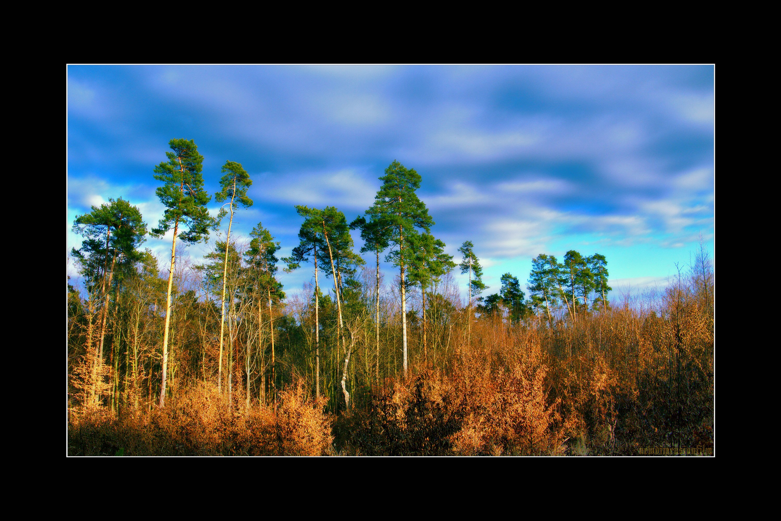 Fonds d'cran Nature Arbres - Forts Posledn lče slnka. 3.