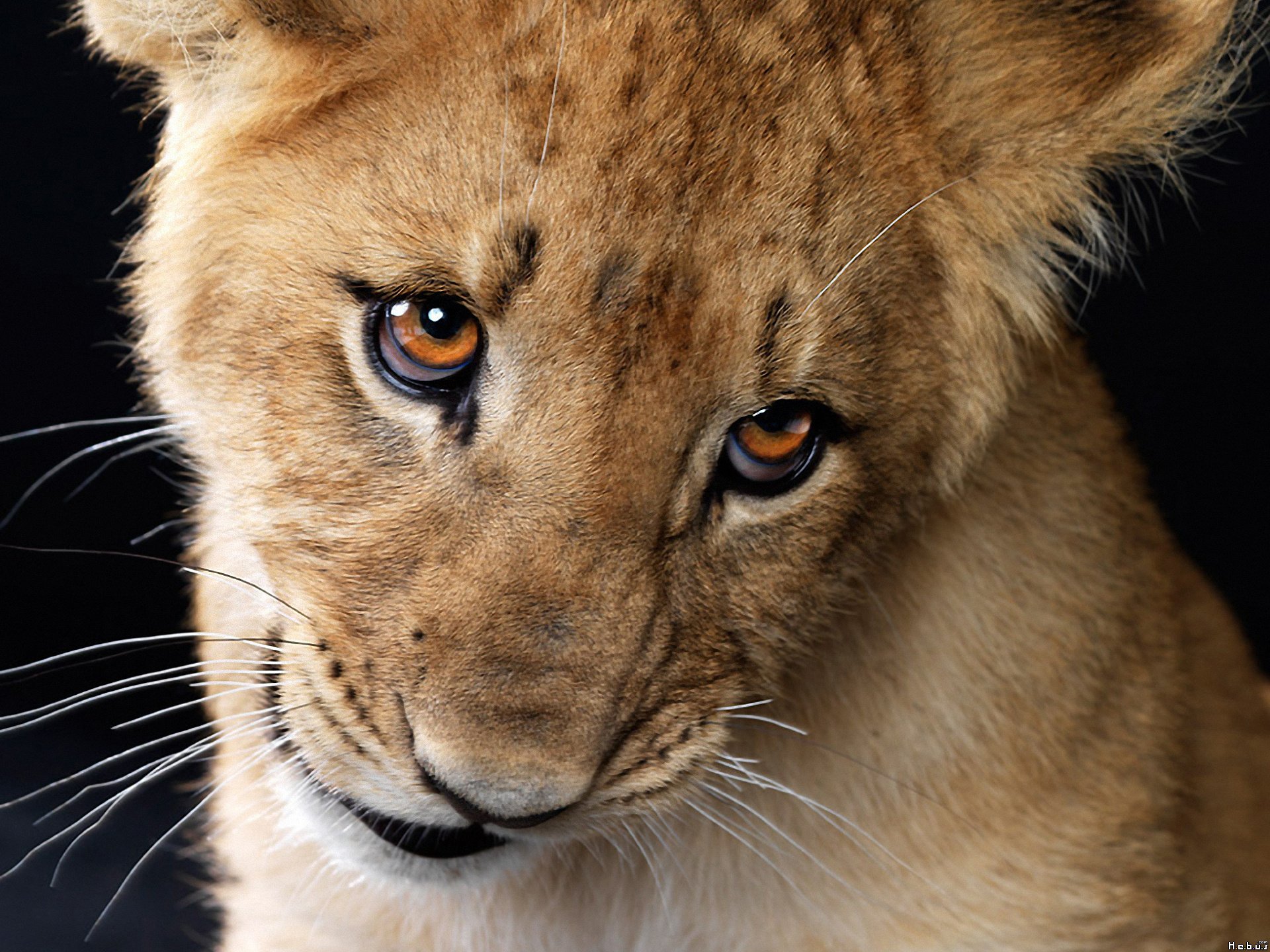 Fonds d'cran Animaux Flins - Lions 