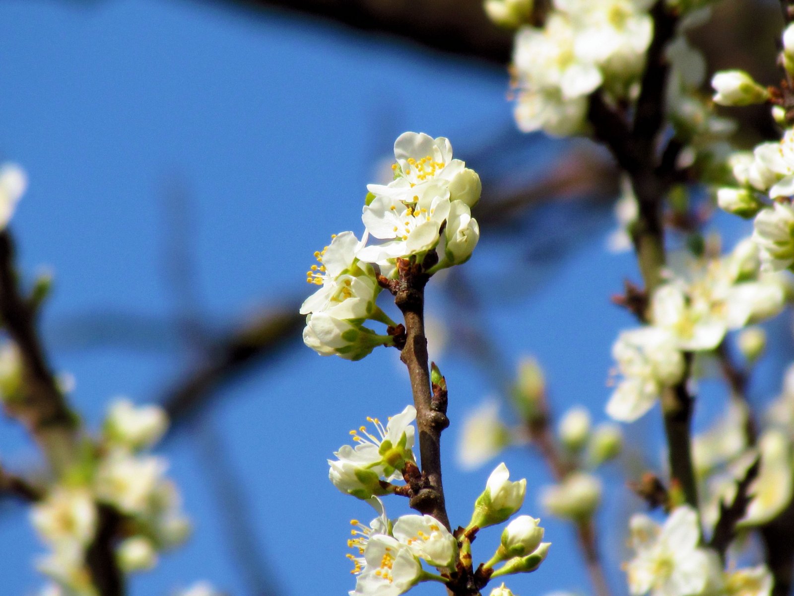 Fonds d'cran Nature Fleurs 