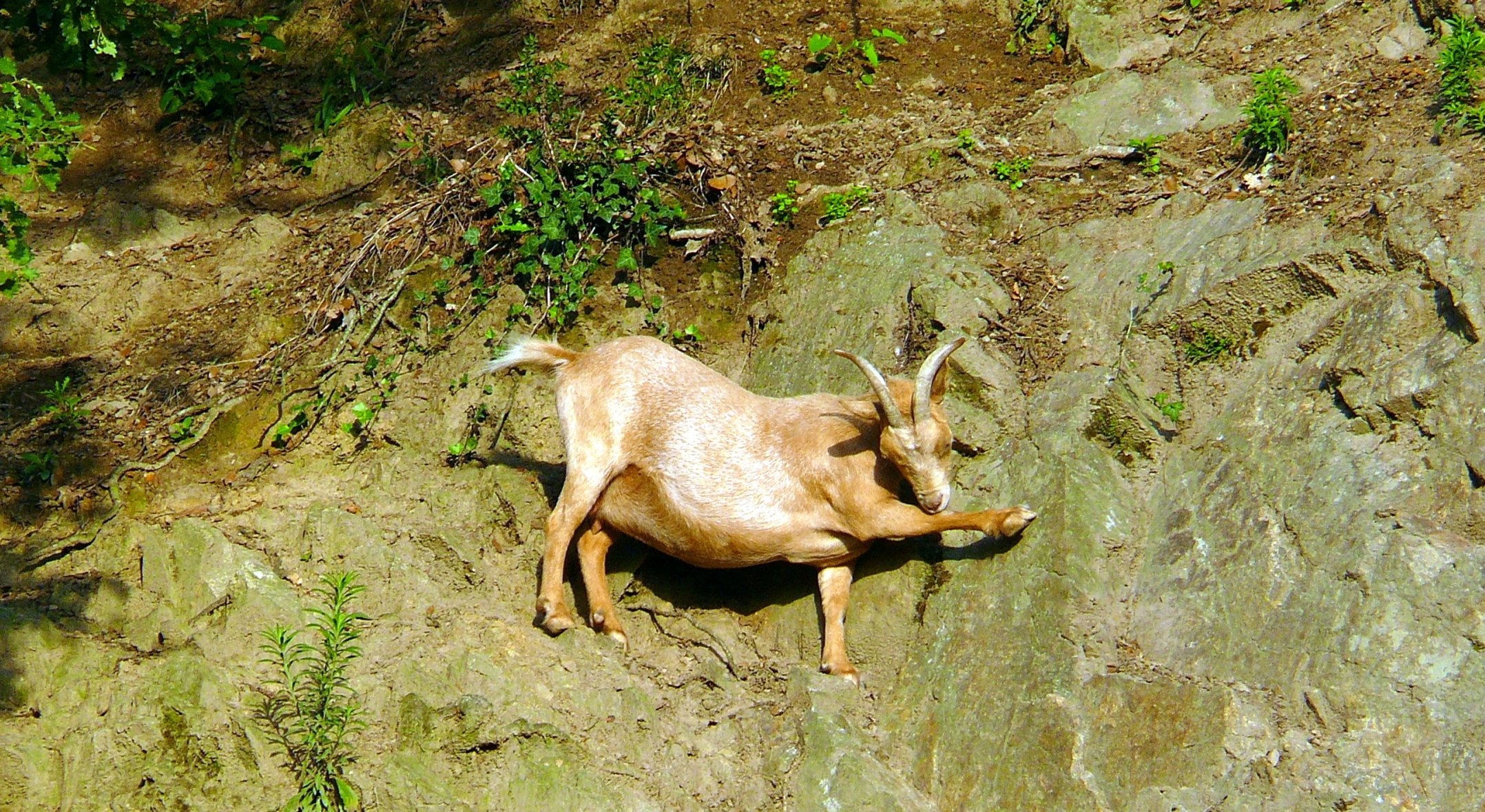 Wallpapers Animals Goats 