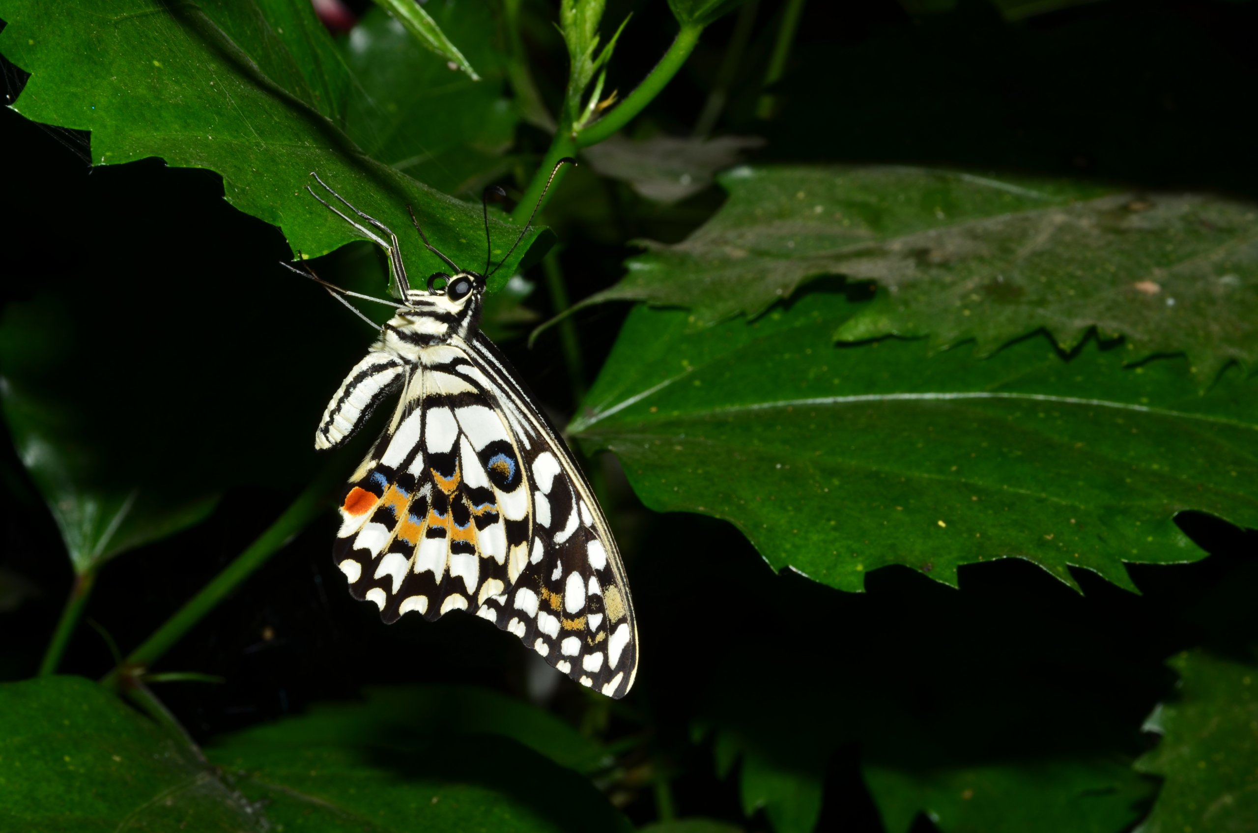 Wallpapers Animals Insects - Butterflies Papillons !