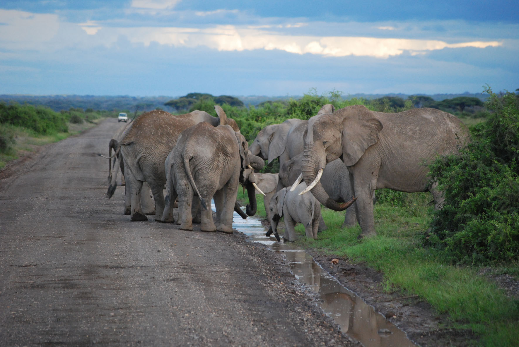 Wallpapers Animals Elephants Troupeau d'elephants