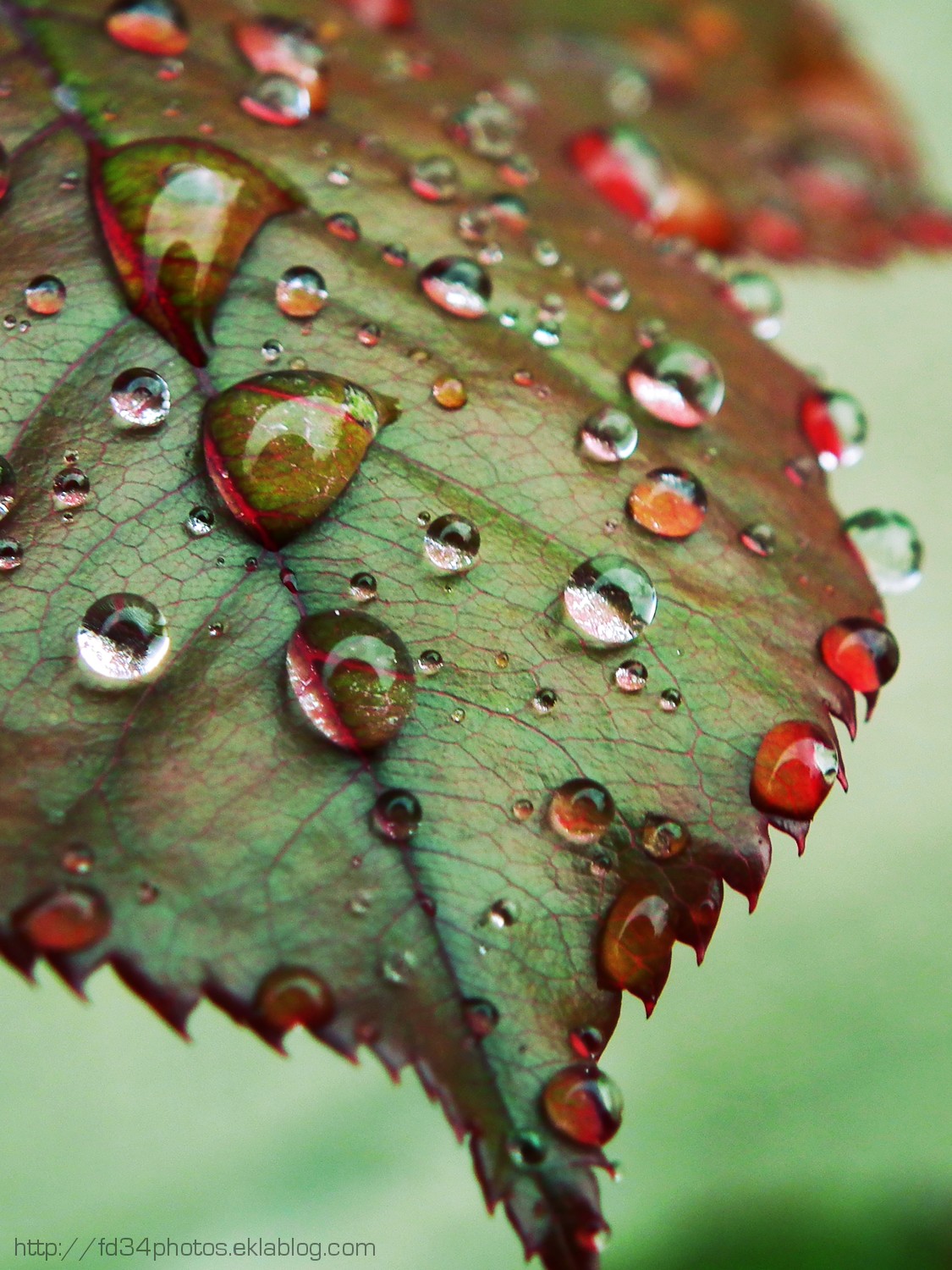 Wallpapers Nature Water - Drops Jour de pluie..