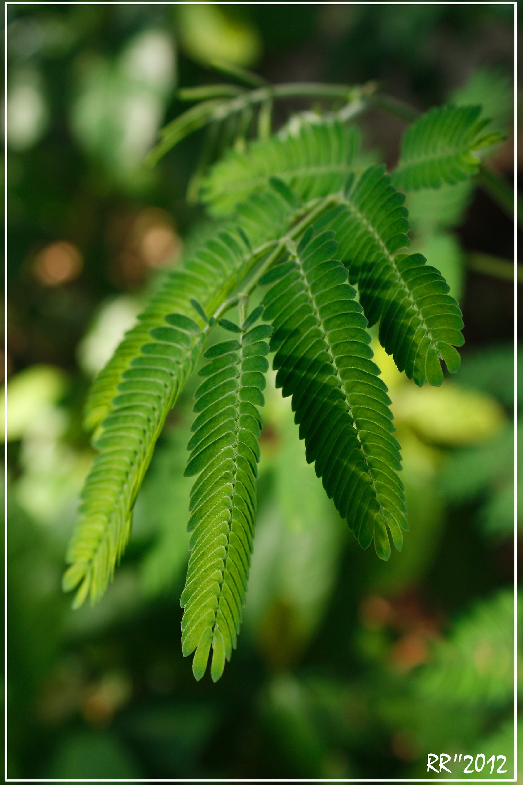 Wallpapers Nature Leaves - Foliage 