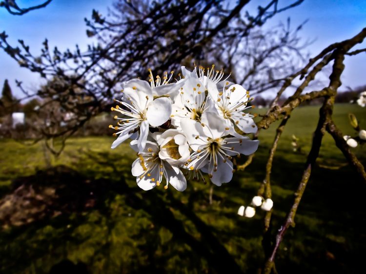 Fonds d'cran Nature Fleurs Fleurs de prunier