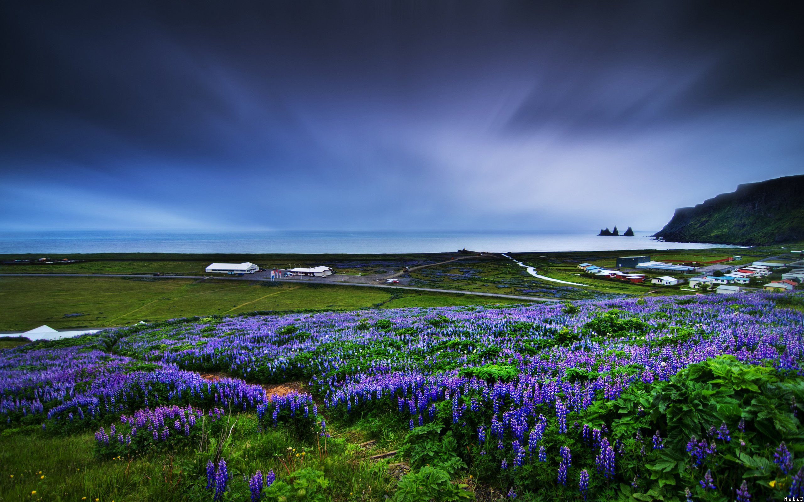 Fonds d'cran Nature Fleurs 