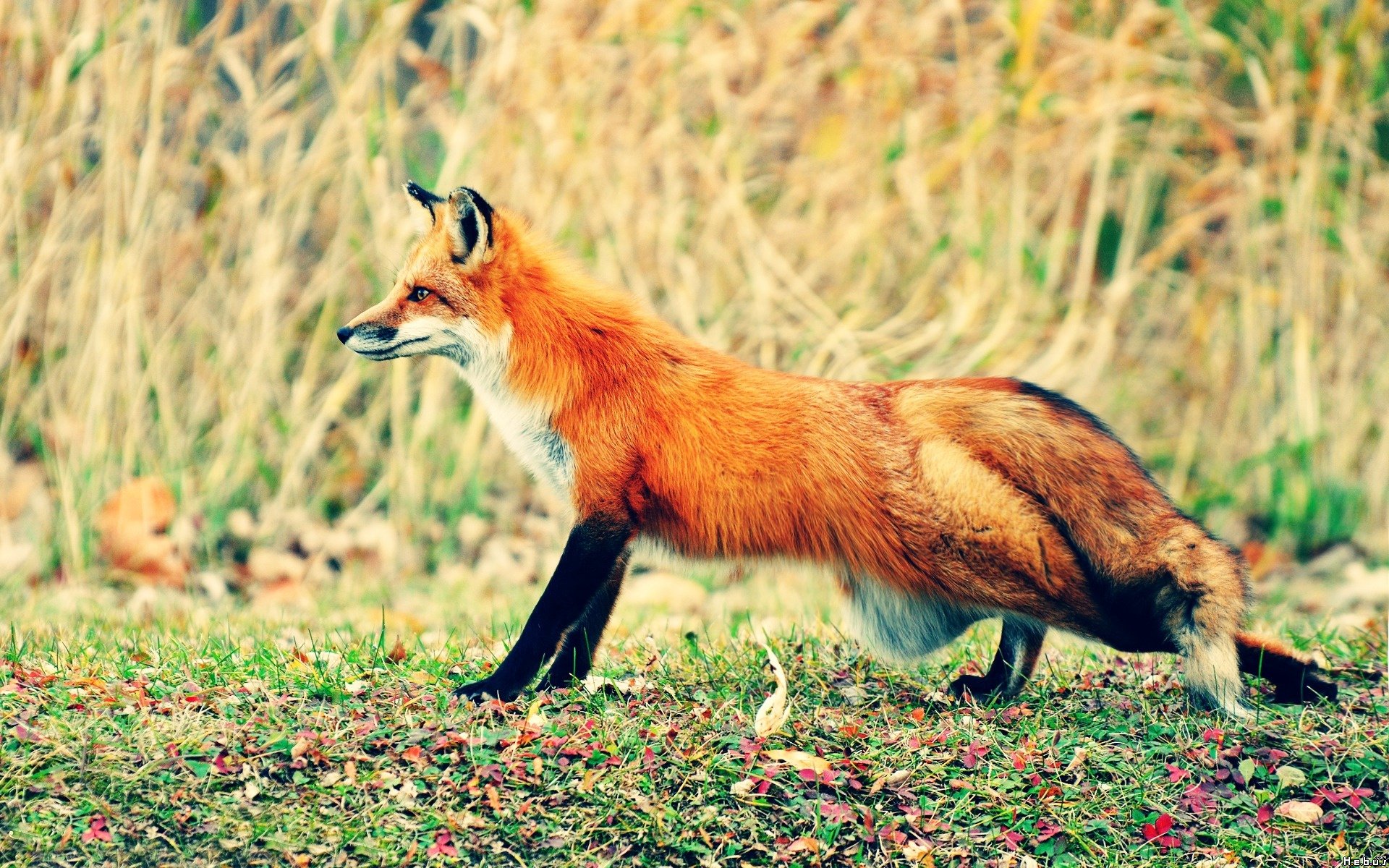 Wallpapers Animals Foxes 