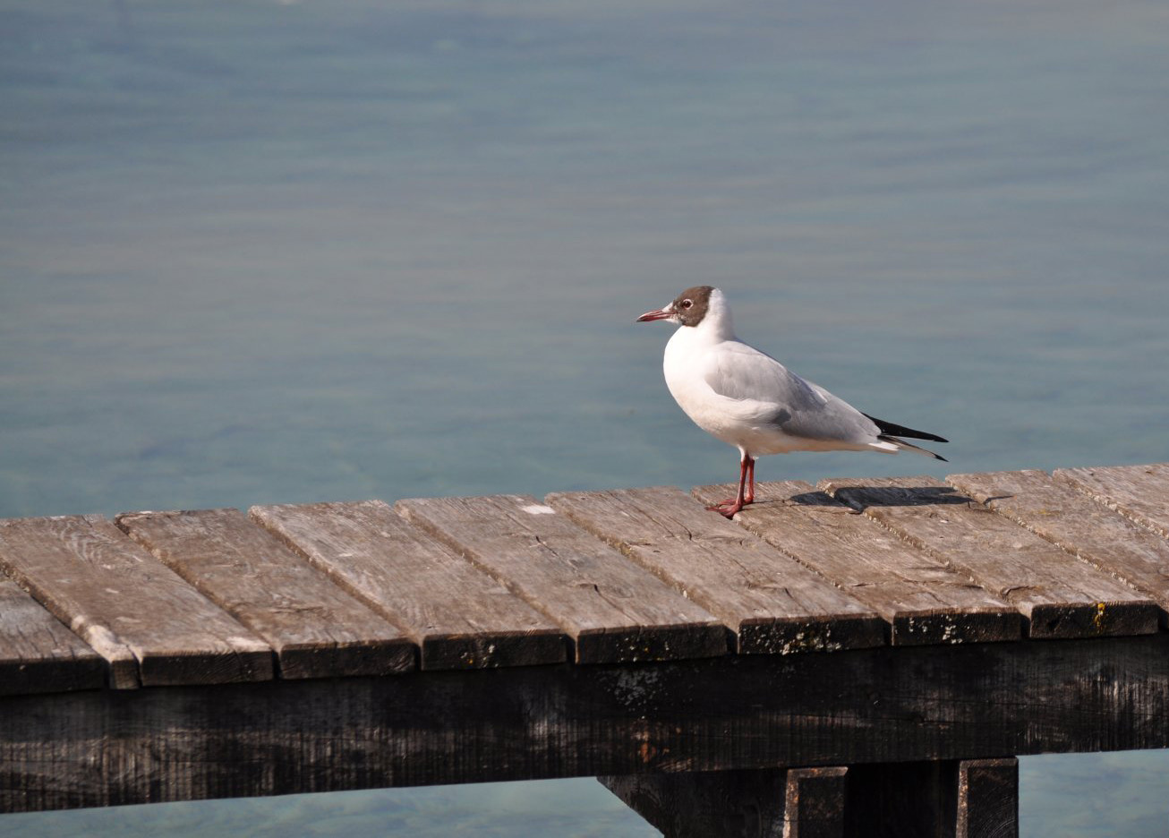 Fonds d'cran Animaux Oiseaux - Mouettes et Golands 