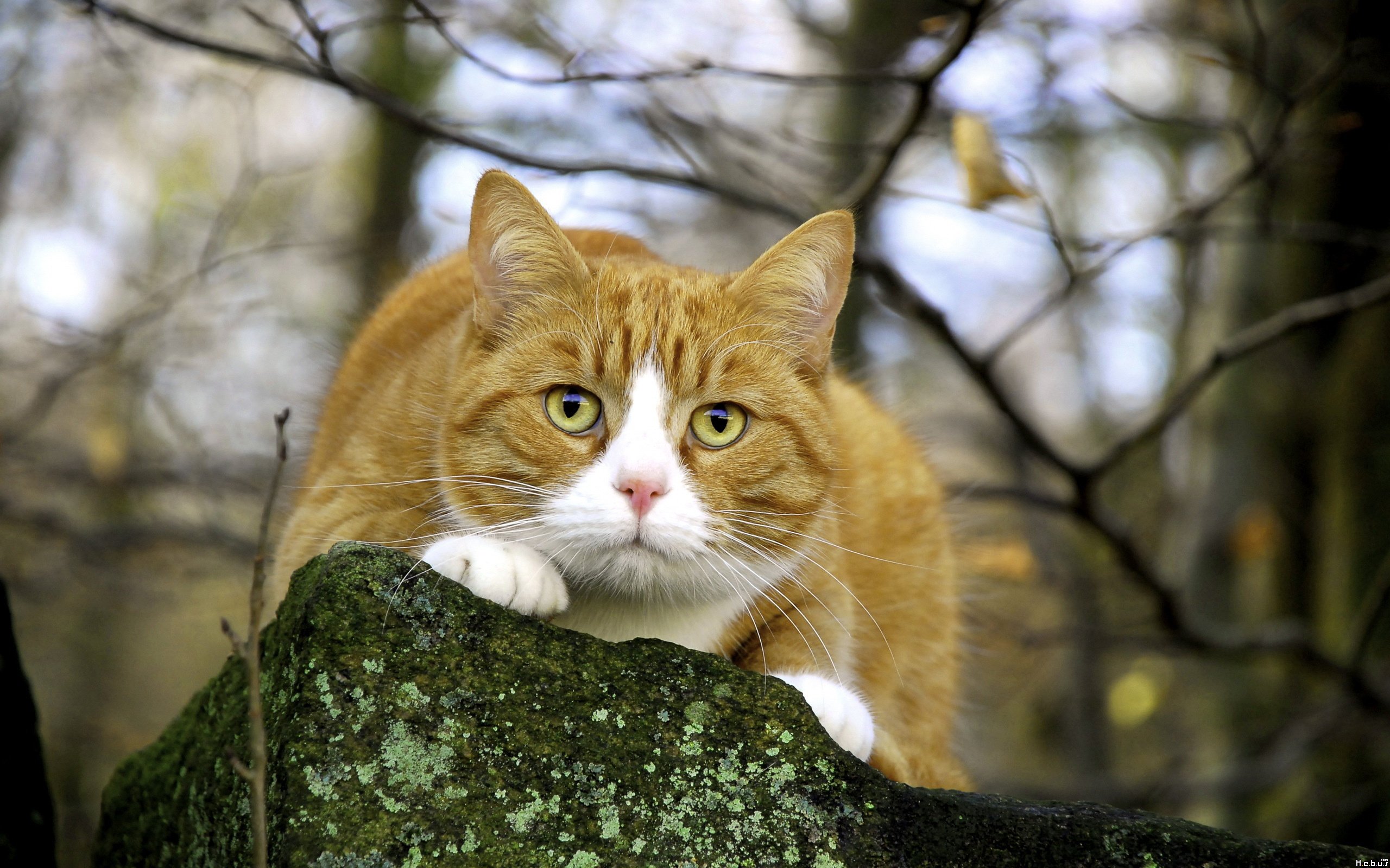 Wallpapers Animals Cats - Kittens 