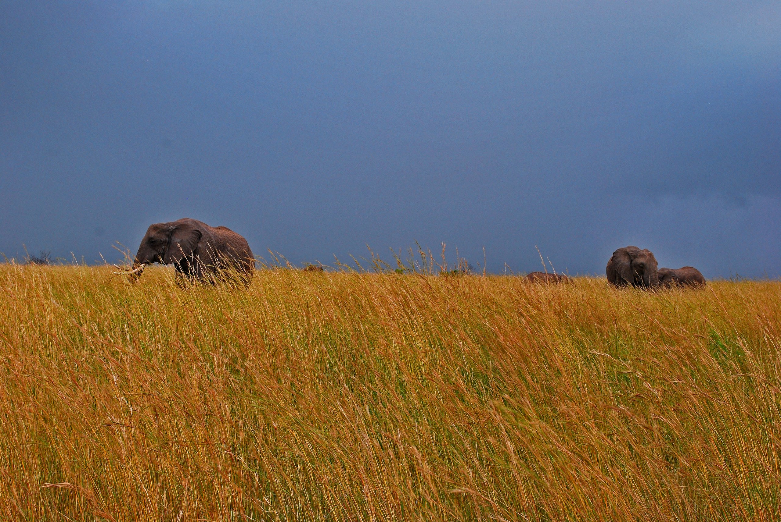 Wallpapers Animals Elephants Elephants kenya