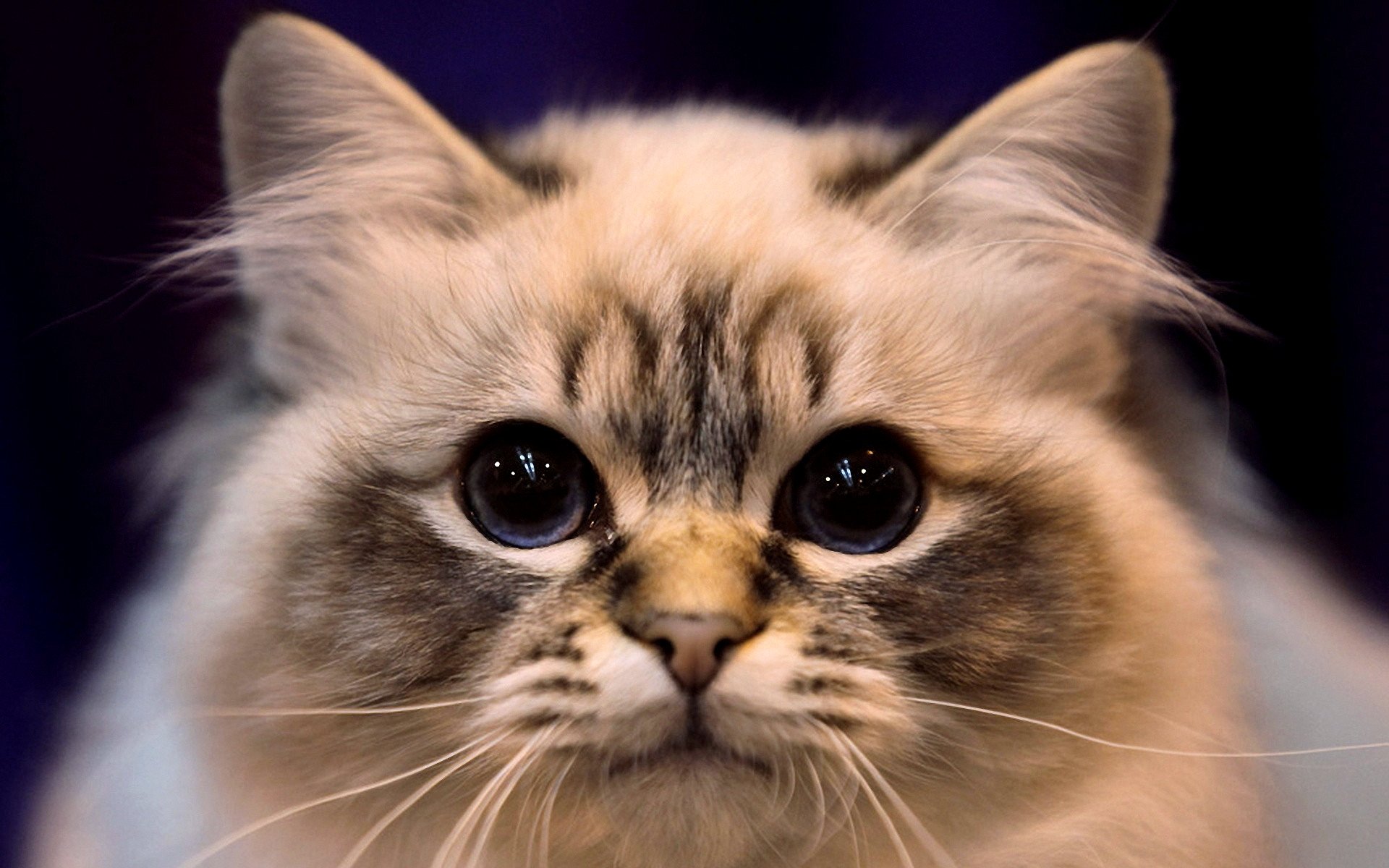 Wallpapers Animals Cats - Kittens Yeux de chat