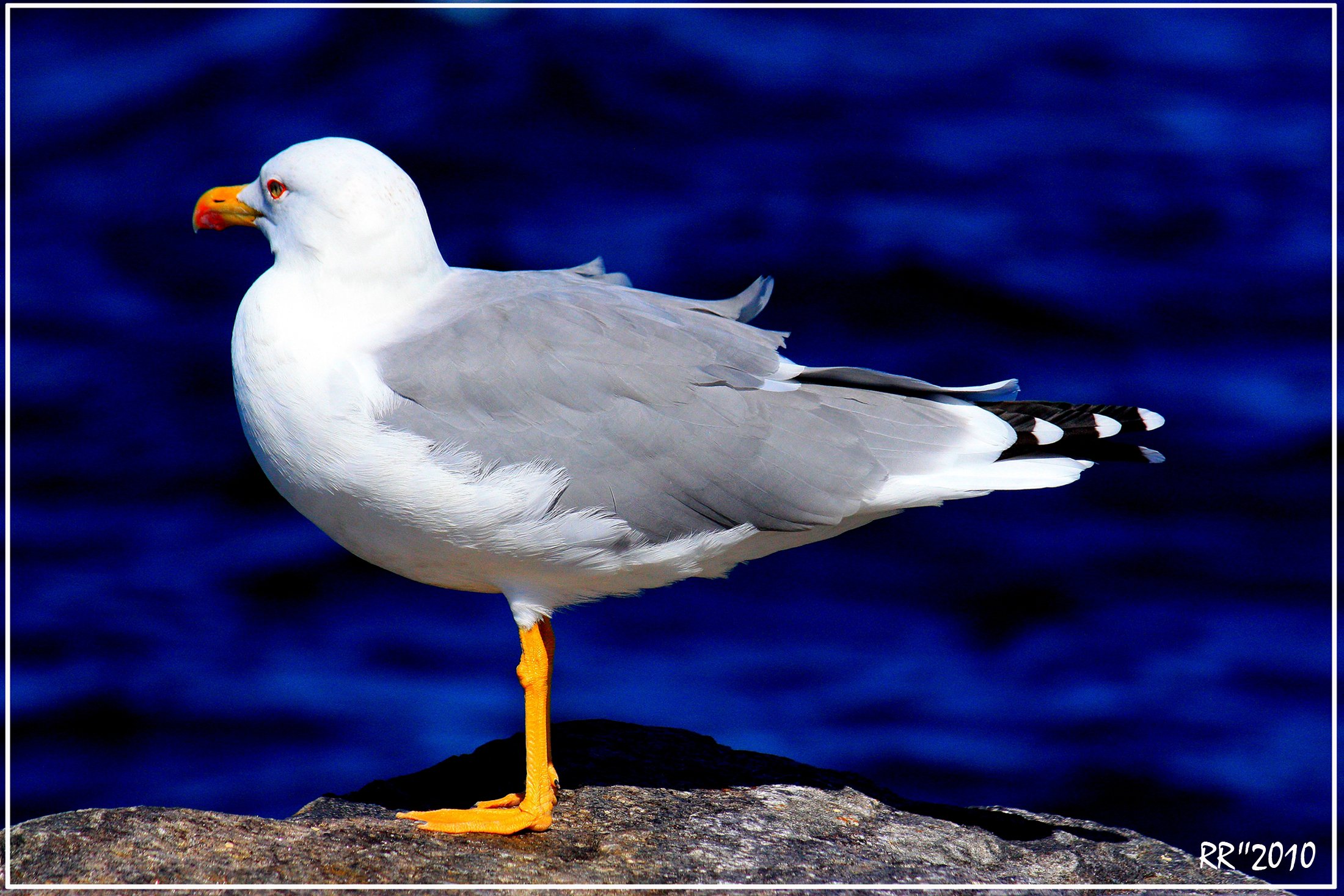 Wallpapers Animals Birds - Gulls Bord de mer