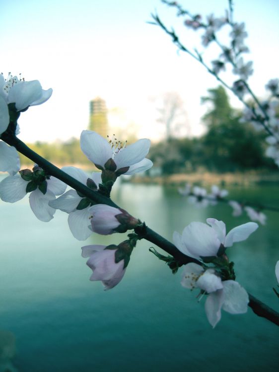 Wallpapers Nature Flowers Impressions