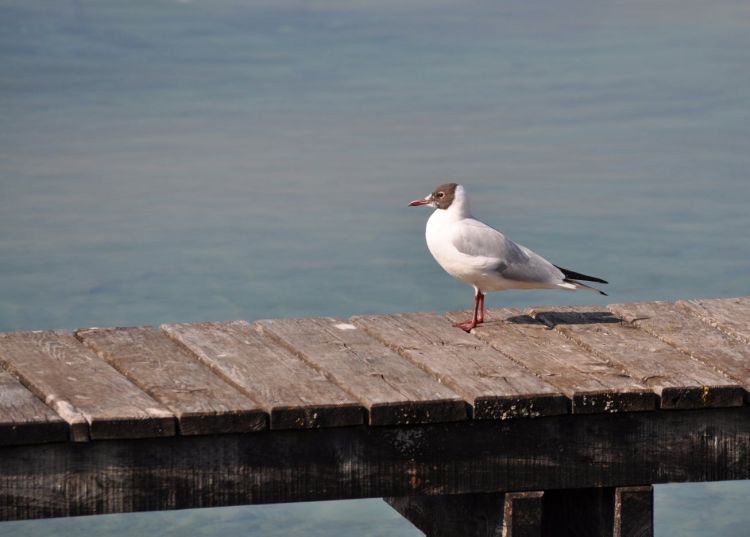 Fonds d'cran Animaux Oiseaux - Mouettes et Golands Wallpaper N294842