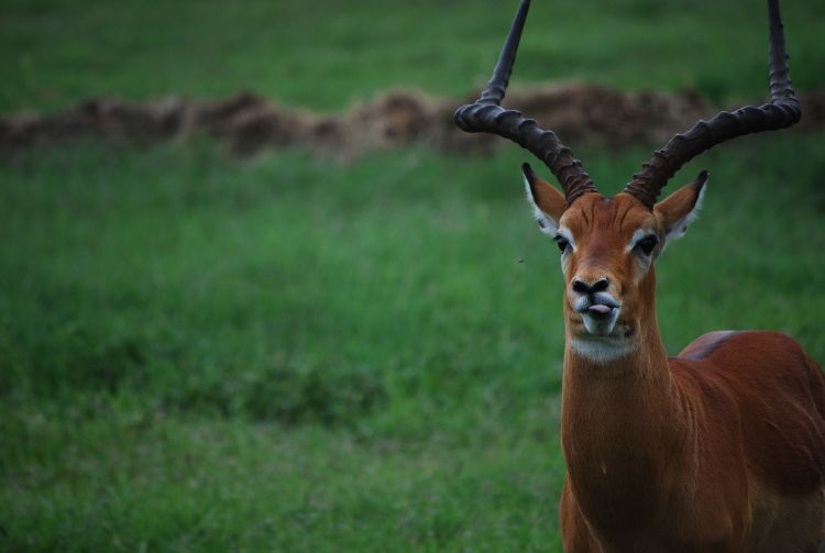 Fonds d'cran Voyages : Afrique Kenya Un Impala