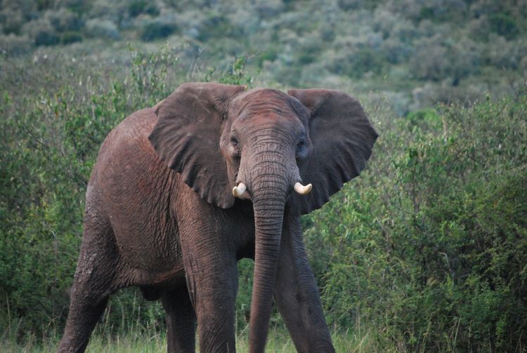 Fonds d'cran Animaux Elphants Elephant mfiant :)