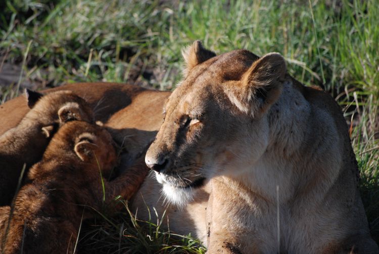 Wallpapers Animals Felines - Lions Lionne et ses petits (Kenya)