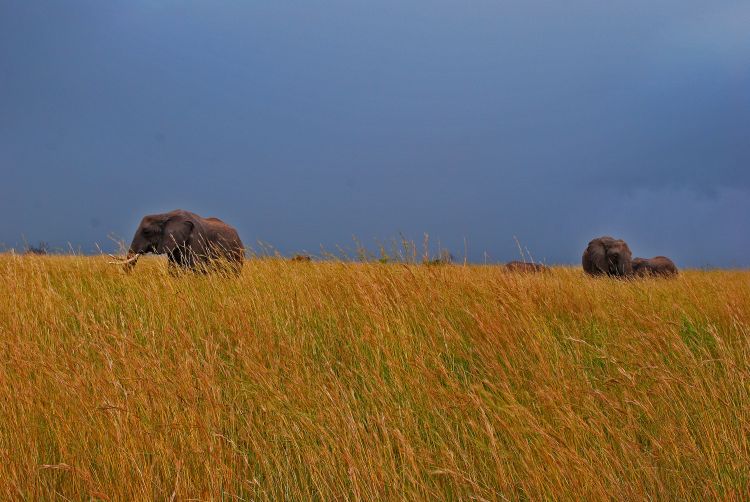 Wallpapers Animals Elephants Elephants kenya