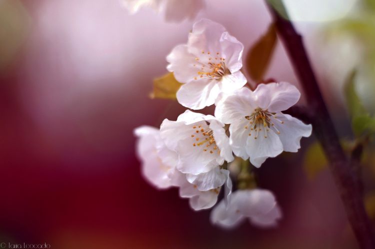 Fonds d'cran Nature Fleurs Springtime