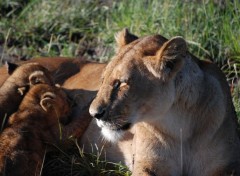  Animals Lionne et ses petits (Kenya)