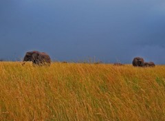  Animaux Elephants kenya