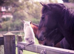  Animaux Image sans titre N294853