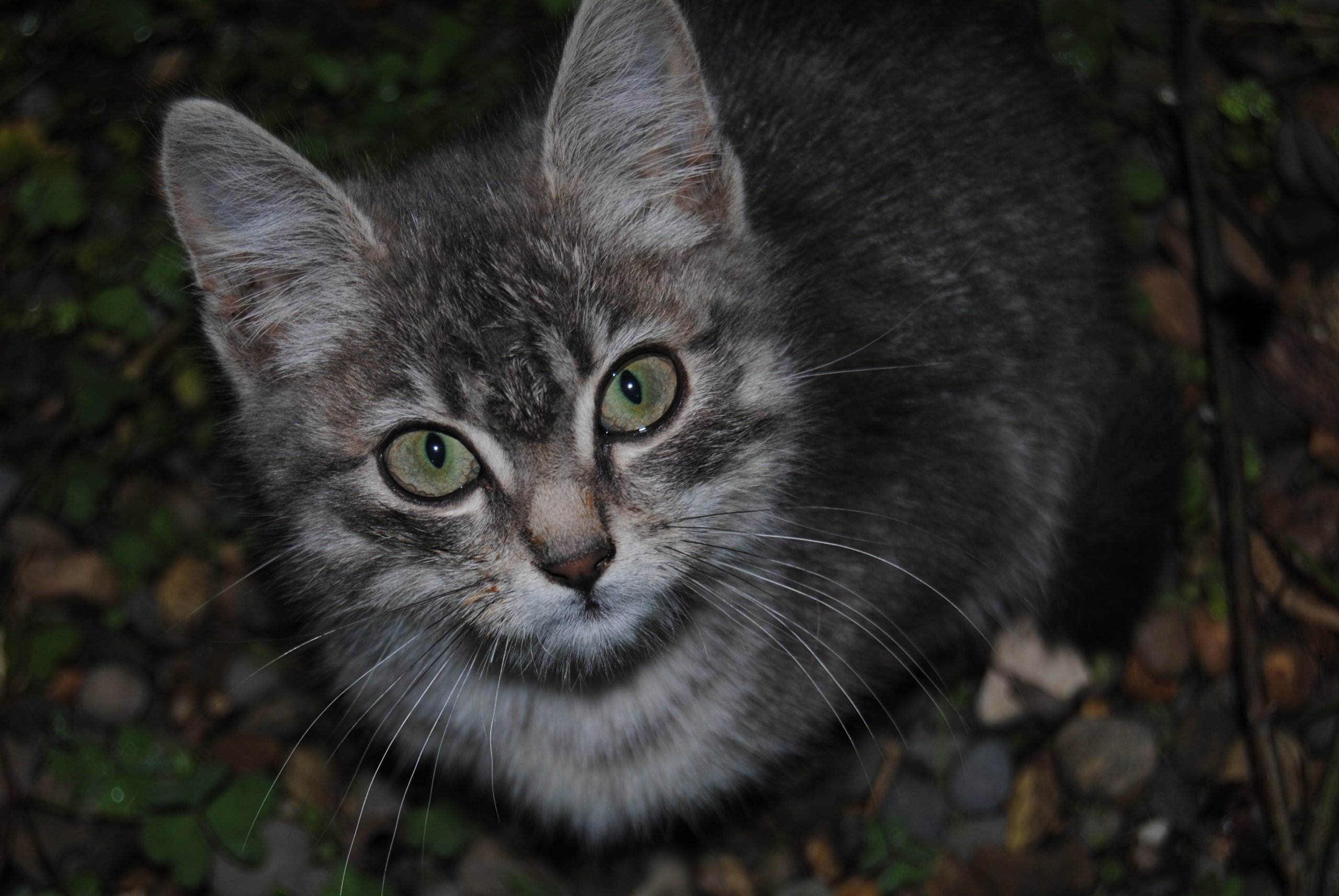 Fonds d'cran Animaux Chats - Chatons 