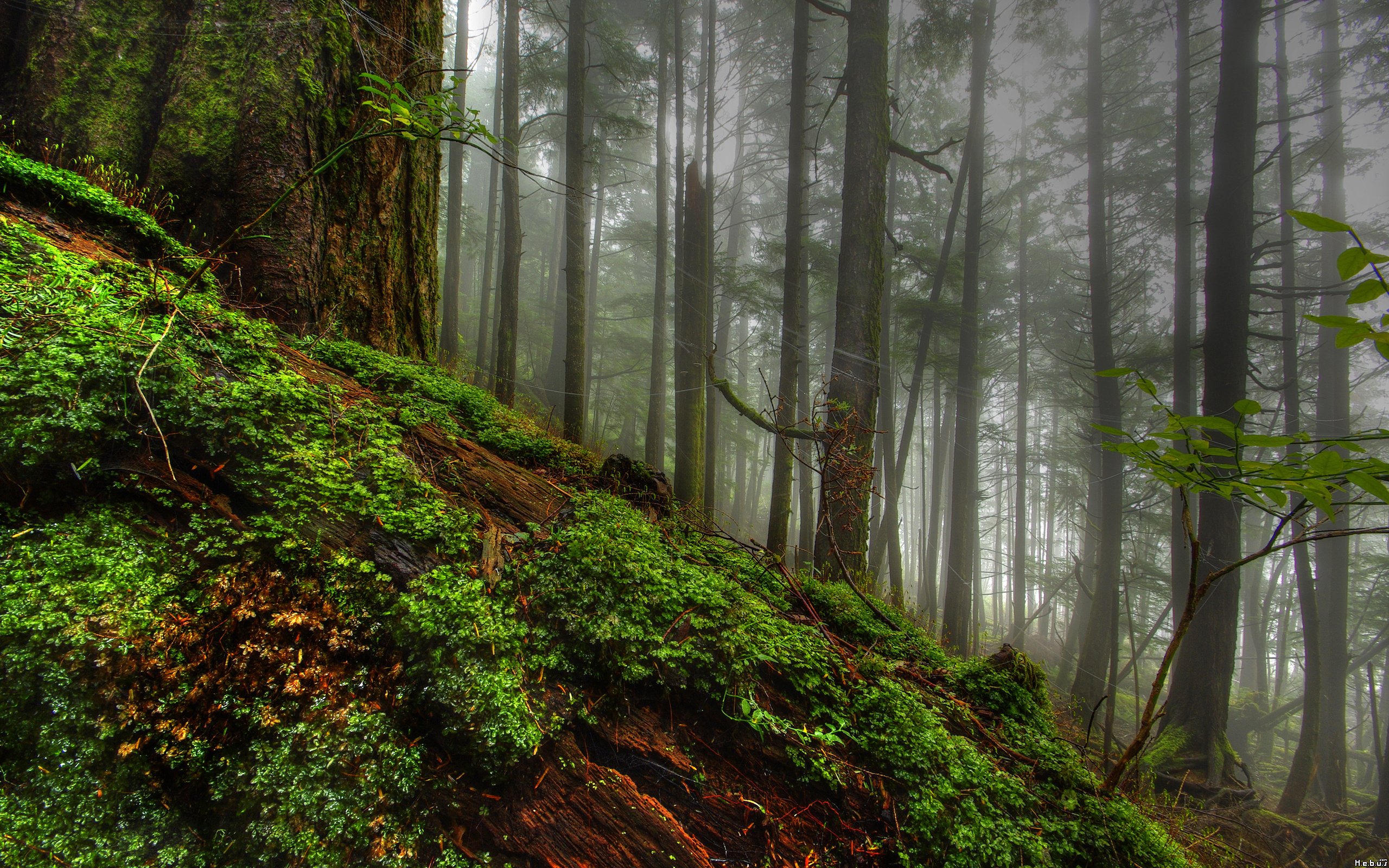 Fonds d'cran Nature Arbres - Forts 