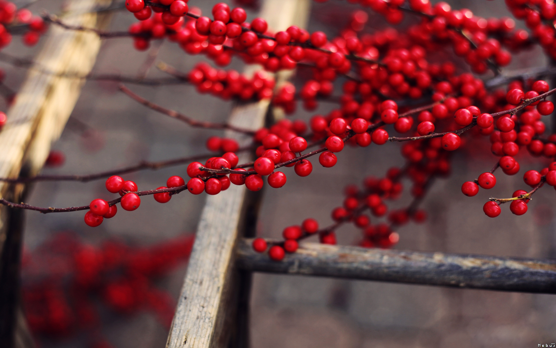 Wallpapers Nature Fruits 