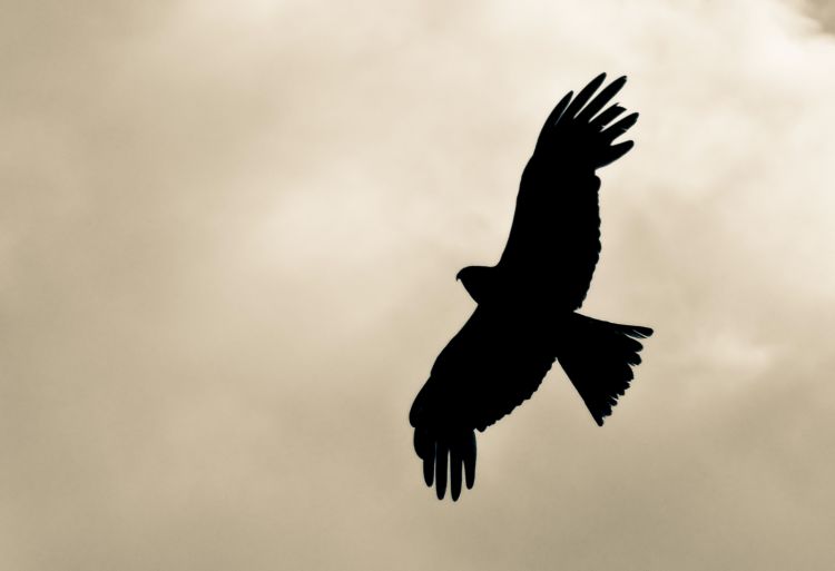 Fonds d'cran Animaux Oiseaux - Aigles Black Eagle