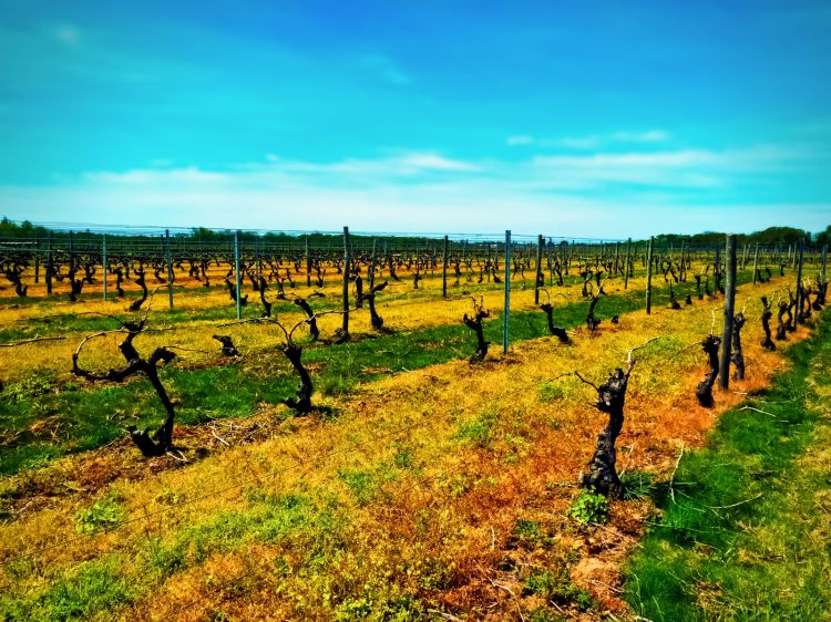 Fonds d'cran Nature Vignes - Vignobles Springtime