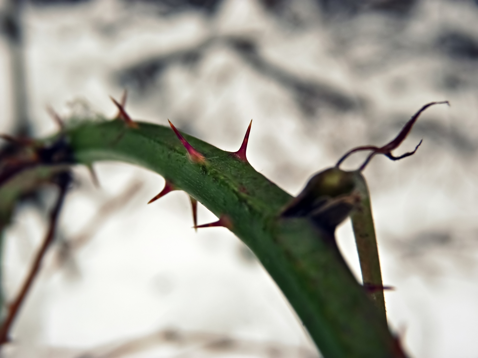 Fonds d'cran Nature Plantes - Arbustes 