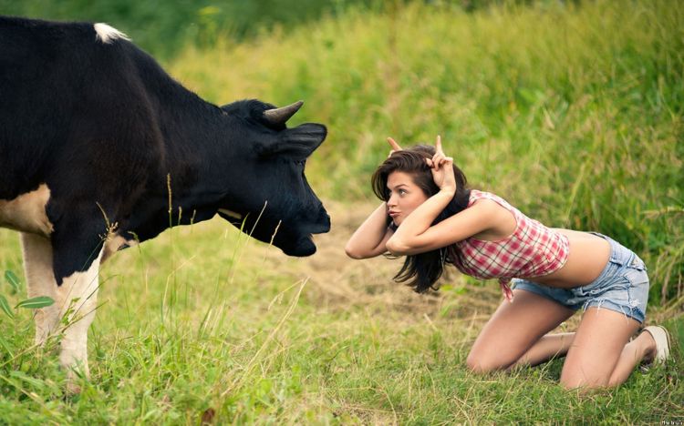 Fonds d'cran Animaux Vaches - Taureaux - Boeufs Wallpaper N295099