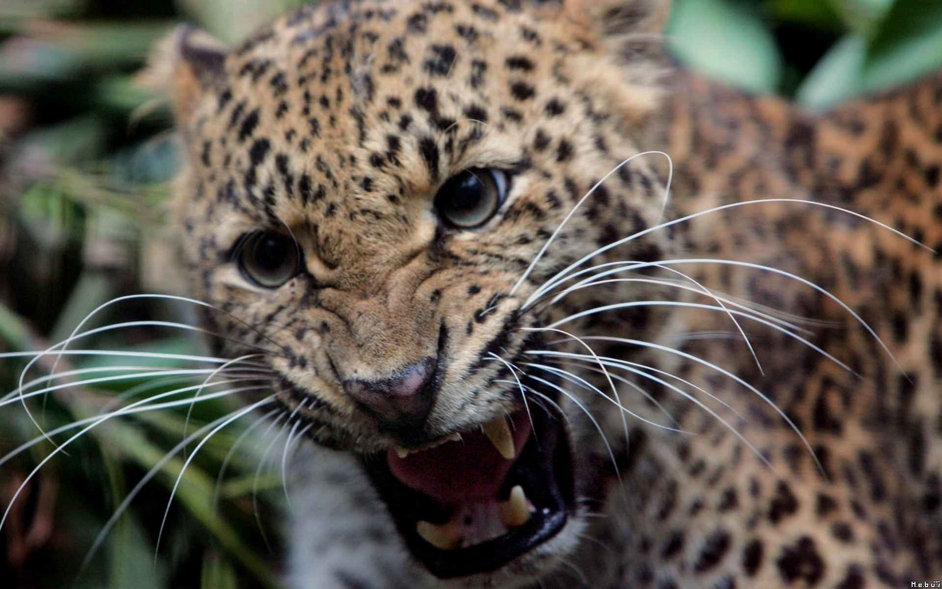 Wallpapers Animals Felines - Jaguars 