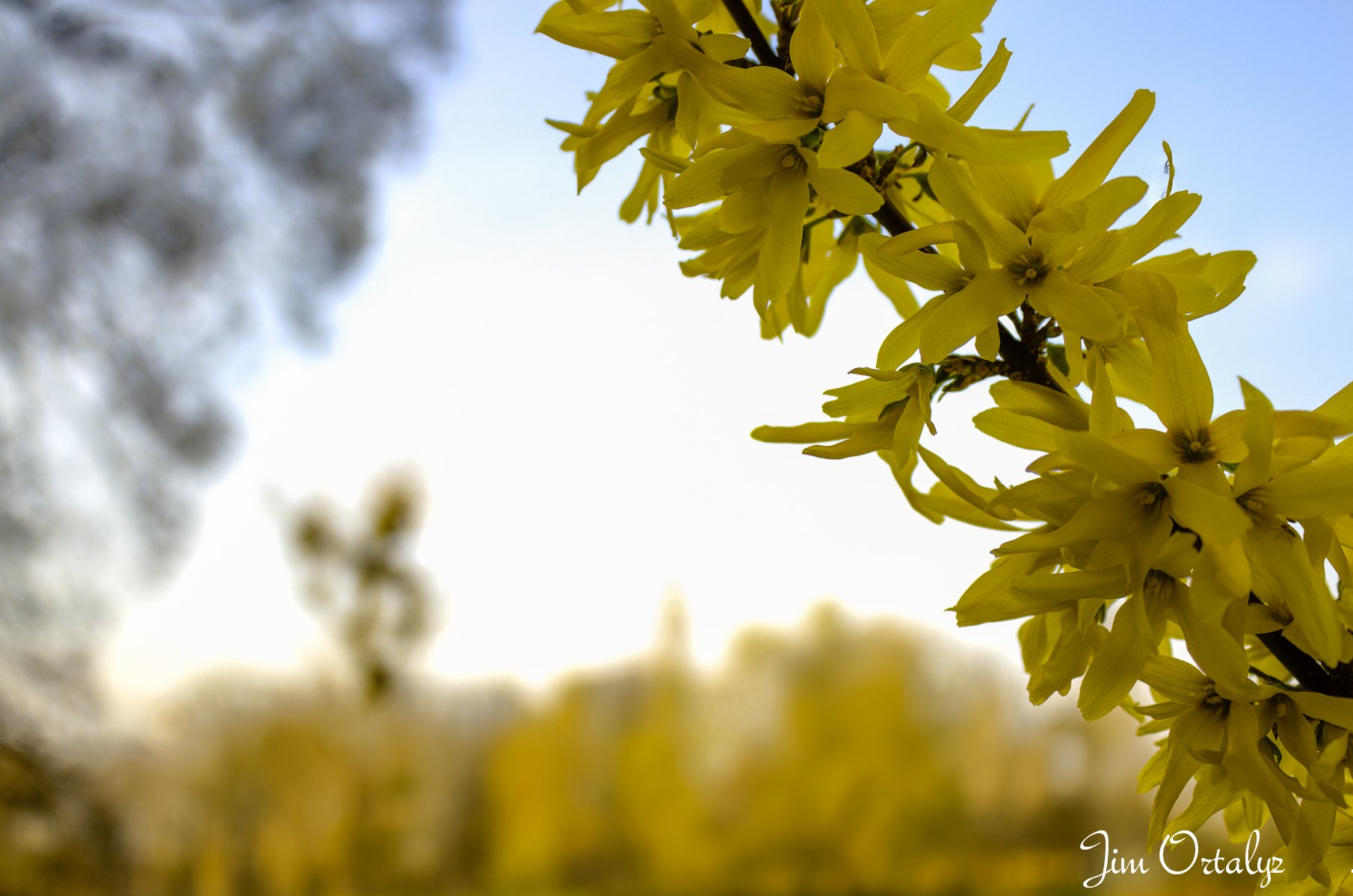 Fonds d'cran Nature Fleurs Fleur