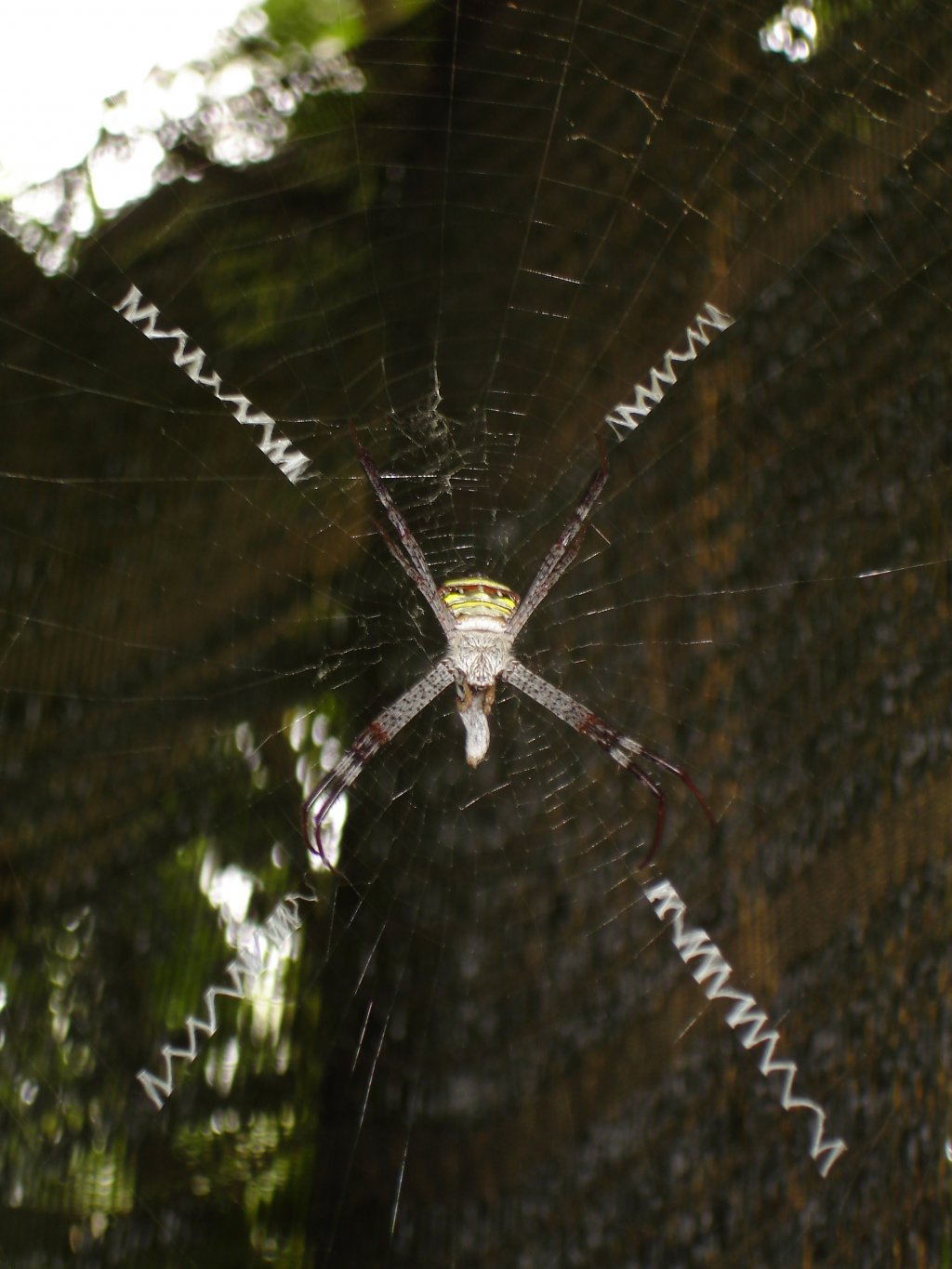 Wallpapers Animals Spiders 