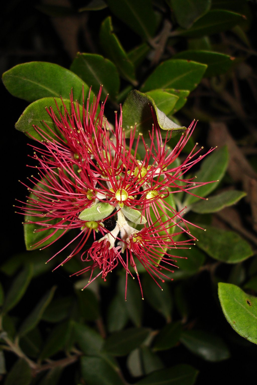 Fonds d'cran Nature Fleurs 