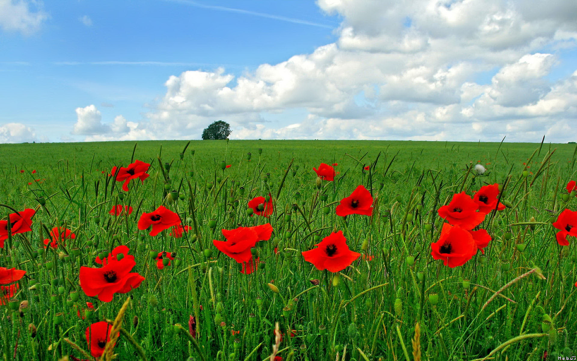 Fonds d'cran Nature Fleurs 