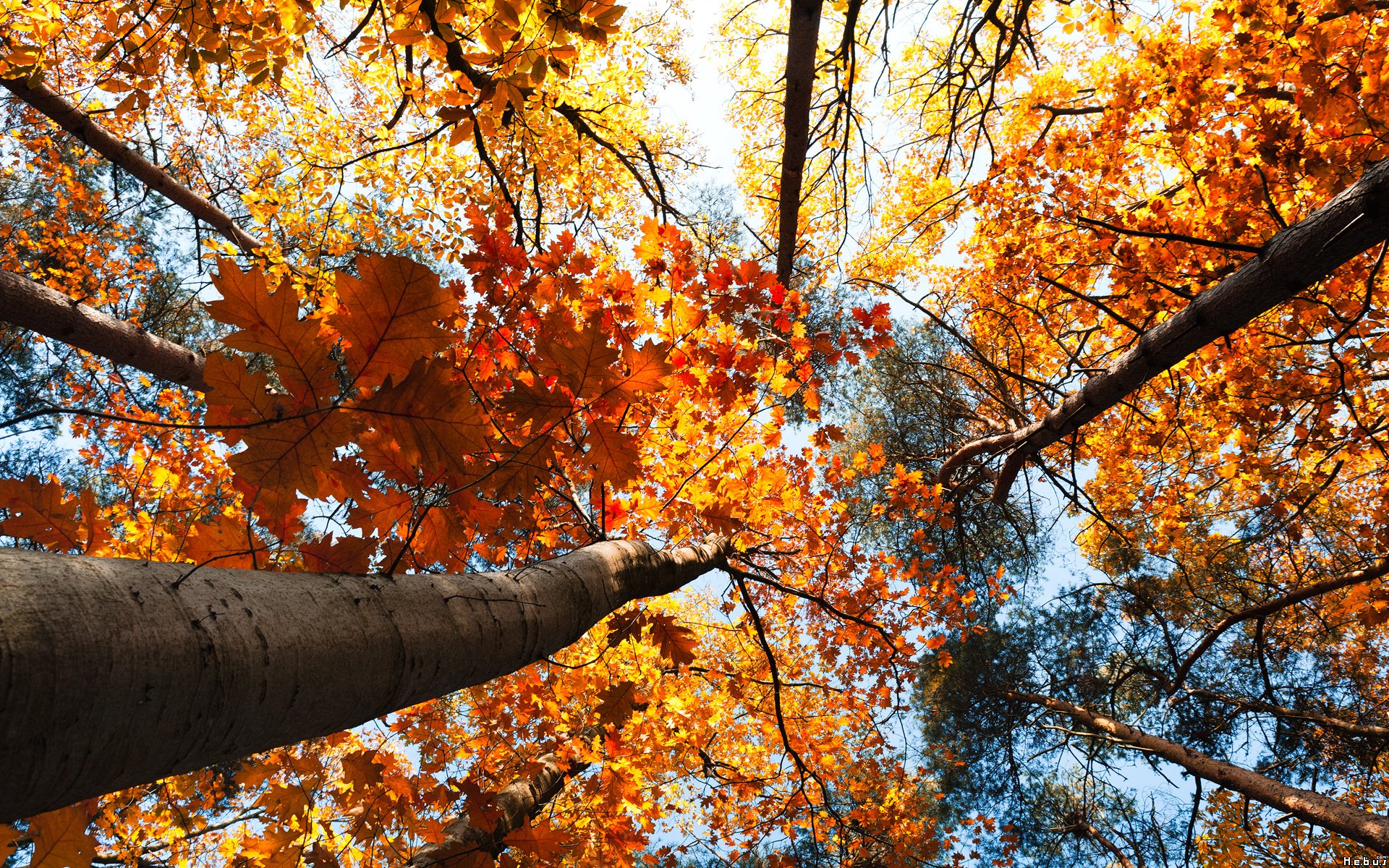 Fonds d'cran Nature Arbres - Forts 